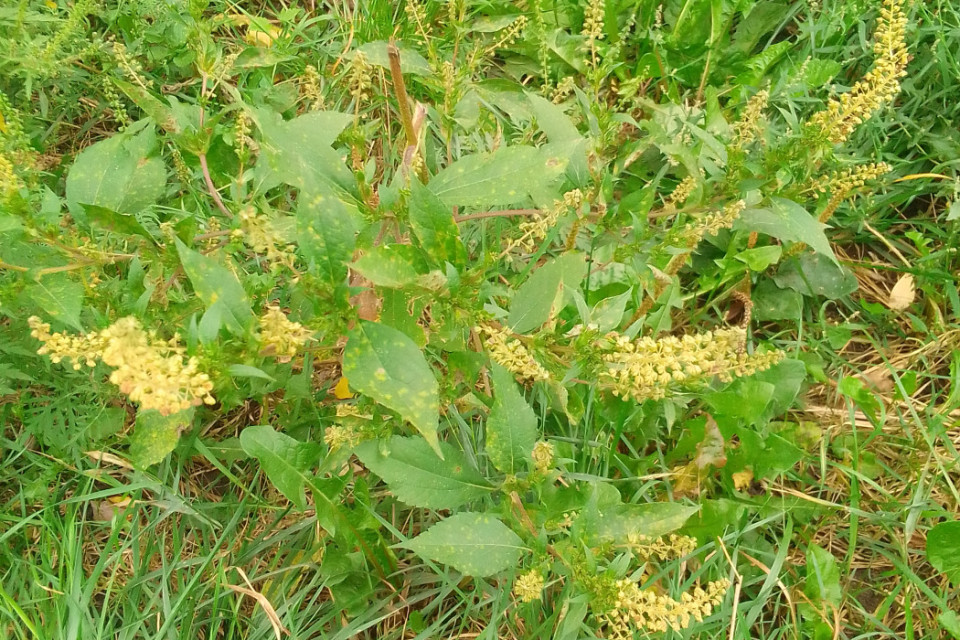 Амброзия. Фото Москалева Степана