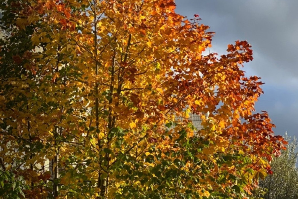 Фото: Делигевурян Карина