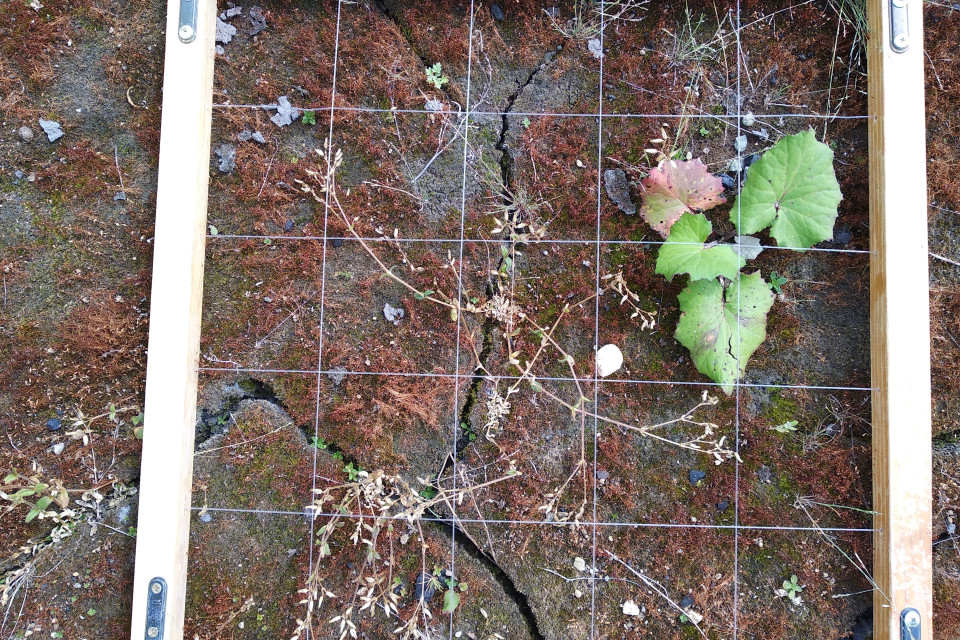 Появление первых высших растений на золоотвалах. Фото Татьяны Александровны Радченко