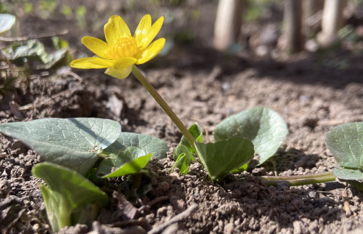 Чистяк весенний. Автор фото: Поддубная Алёна