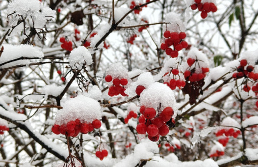 Фото: Рудая Софья
