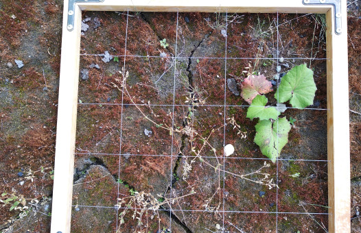 Появление первых высших растений на золоотвалах. Фото Татьяны Александровны Радченко