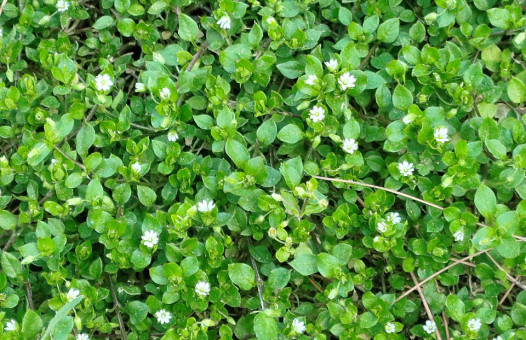 Звездчатка. Автор фото: Киркова Наталья