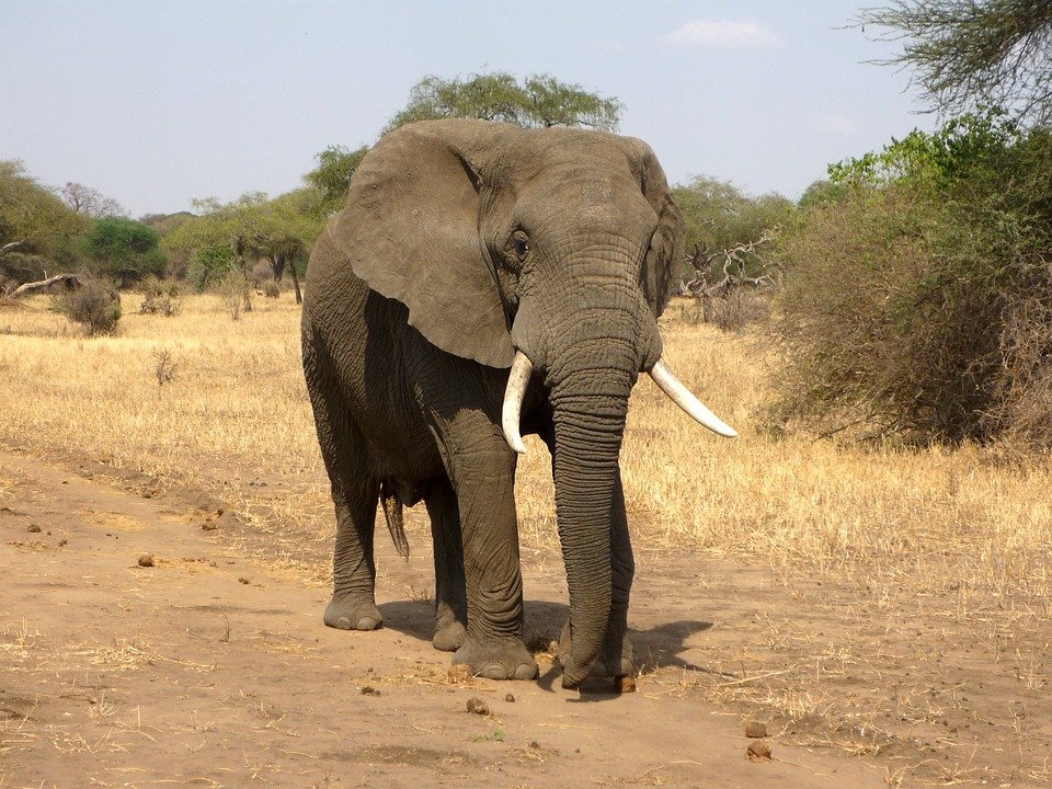 Слоны и их образ жизни | Окружающий мир